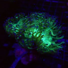 Catalaphyllia jardinei à pointes mauves 10 cm (ouvert) 