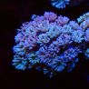 Bouture Goniopora tenuidens purple