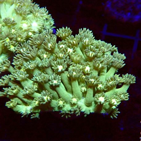 Bouture Goniopora tenuidens vert fluo 3-4 cm