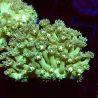 Bouture Goniopora tenuidens vert 3-4 cm