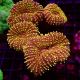 Lobophyllia orange poilu 8-10 cm 