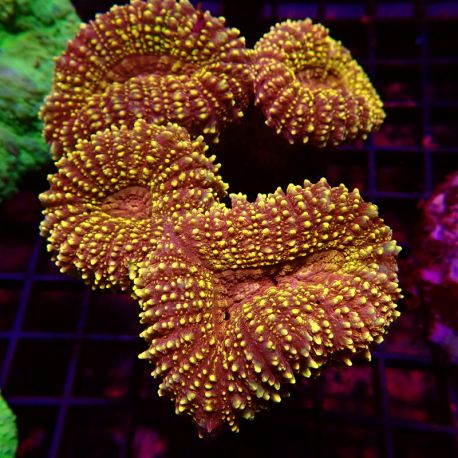 Lobophyllia orange poilu 8-10 cm 