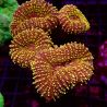 Lobophyllia orange poilu 8-10 cm 