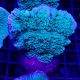 Bouture Montipora Foliosa vert 4-5 cm