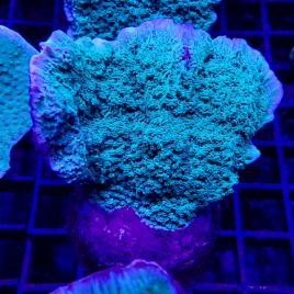 Bouture Montipora Foliosa vert 4-5 cm