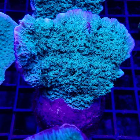 Bouture Montipora Foliosa vert 4-5 cm