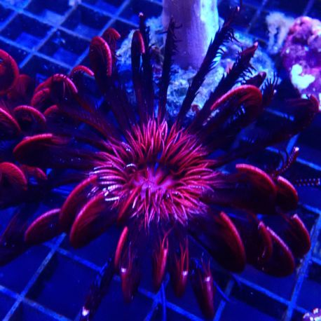 Himerometra robustipinna - Crinoïde rouge 8-10cm 49,50 €