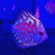 Discus Pigeon Jaguar 7-8cm 79,00 €