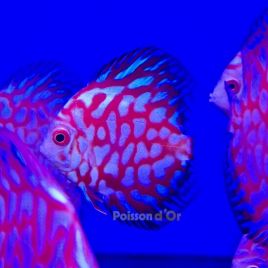 Discus Pigeon Jaguar 7-8cm 79,00 €
