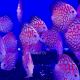 Discus Pigeon Jaguar 7-8cm 79,00 €