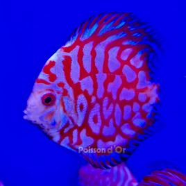 Discus Pigeon Jaguar 9-10cm 119,00 €