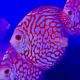 Discus Pigeon Jaguar 11-12cm 169,00 €