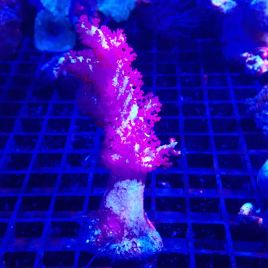 Bouture Dendronephtea rouge (4-6 cm)