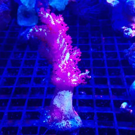 Bouture Dendronephtea rouge (4-6 cm)