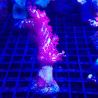 Bouture Dendronephtea rouge (4-6 cm)