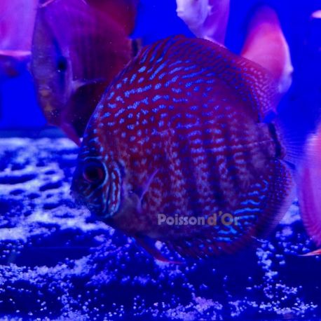 Discus New Star 9-10cm 89,00 €
