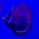Discus New Star 9-10cm 89,00 €