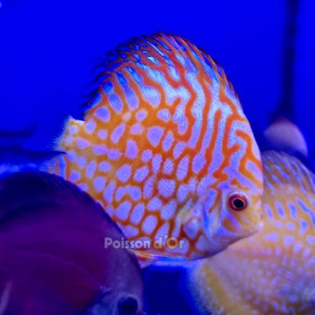 Discus Pigeon Yellow 8-9cm 69,50 €
