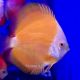 Discus Gold Yellow 10-11cm 169,00 €