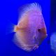 Discus White Butterfly Jaguar 11-12cm 129,00 €