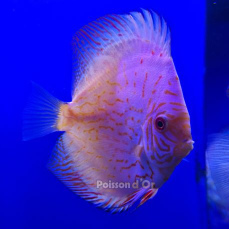 Discus White Butterfly 11-12cm 129,00 €