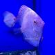 Discus White Butterfly Jaguar 11-12cm 129,00 €