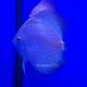 Discus White Butterfly Jaguar 11-12cm 129,00 €
