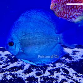 Discus Blue Diamond Red Eyes 13-14cm 169,00 €