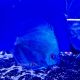 Discus Blue Diamond Red Eyes 13-14cm 169,00 €