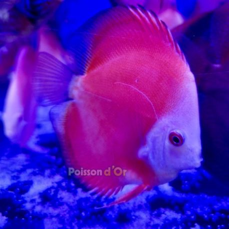 Discus Red Melon 10-11 cm 59,50 €