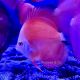 Discus Red Melon 8-9cm 49,00 €