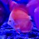 Discus Red Melon 10-11 cm 59,50 €