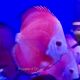 Discus Red Melon 10-11 cm 59,50 €