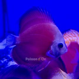 Discus Red Cover 8-9cm 69,00 €