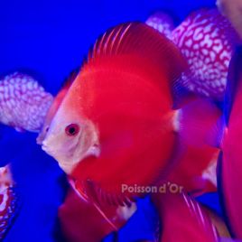 Discus Red Diamond 10-11cm  129,00 €