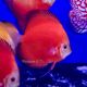 Discus Red Diamond 10-11cm  129,00 €