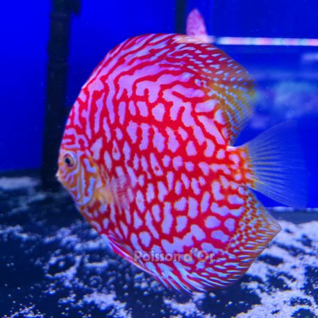 Discus Majestic Pigeon 15cm  225,00 €