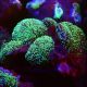 Rhodactis indosinensis-champignons chevelus verts (3-4 morphes)