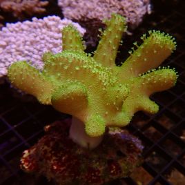 Bouture lobophytum vert 2-3 cm