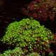 Pachyclavularia vert metallique (12-15 cm)