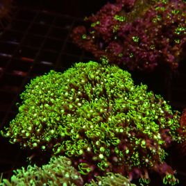 Pachyclavularia vert metallique (12-15 cm)