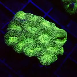 Bouture Favites vert metallique