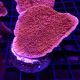 Bouture Montipora Foliosa red