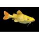 Phractocephalus Hemiliopterus Gold Albino 10-12cm 395,00 €