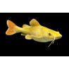 Phractocephalus Hemiliopterus Gold Albino 30cm