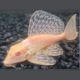 Pterygoplichthys Gibbiceps white - Pléco voilés white albino 8-10