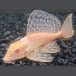 Pterygoplichthys Gibbiceps white - Pléco voilés white albino 8-10
