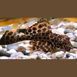 Pterygoplichthys Gibbiceps - Pléco voilés 6-8cm