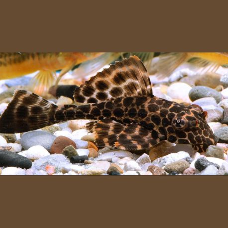 Pterygoplichthys Gibbiceps - Pléco voilés 8-10 cm