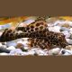 Pterygoplichthys Gibbiceps - Pléco voilés 8-10 cm lot de 2